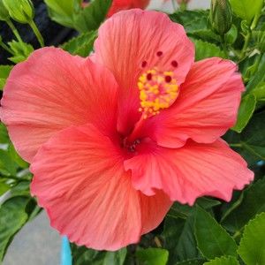 Meet your Posher, Ashlee